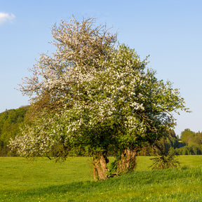 Wilde appel - Malus sylvestris - Willemse