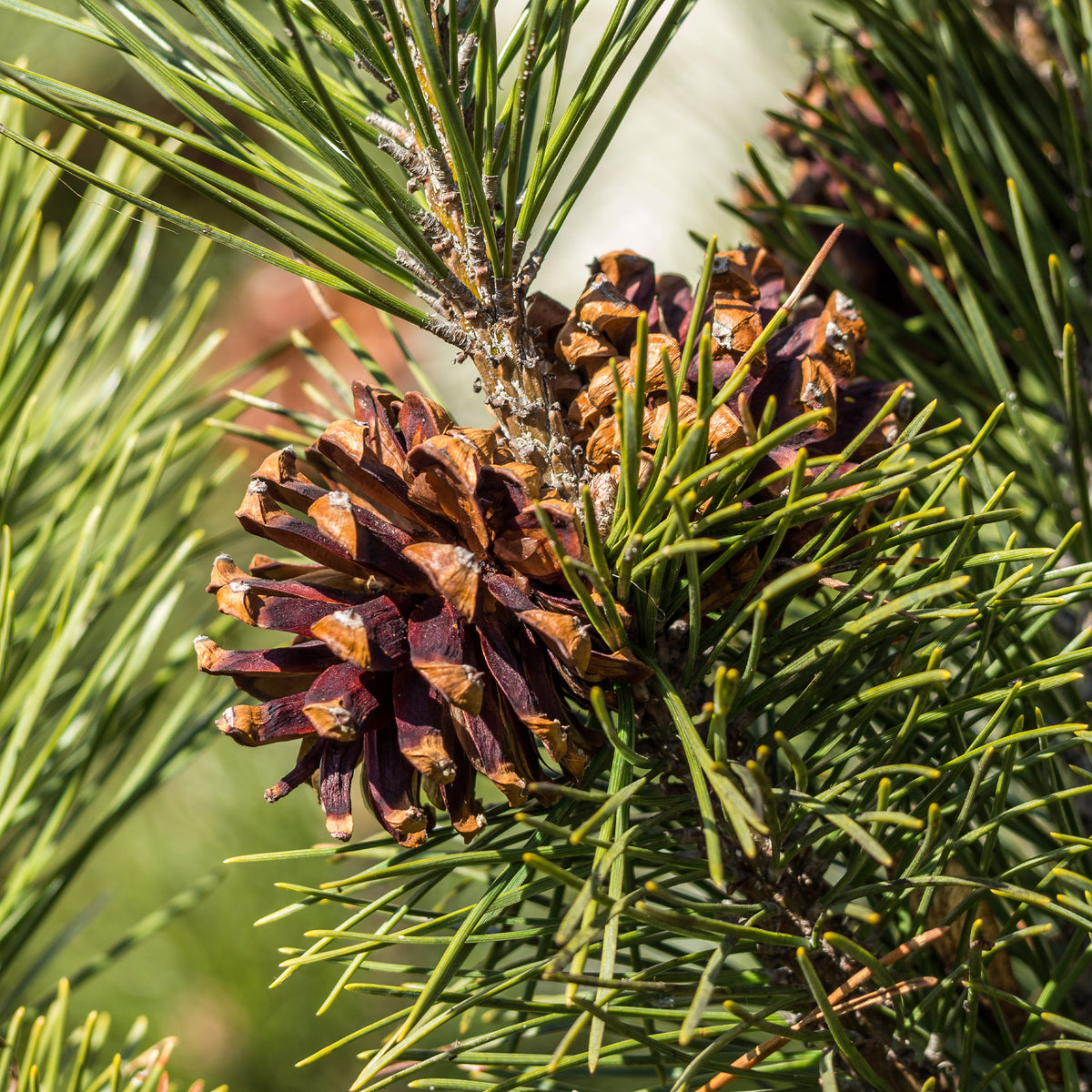 Verkoop Grove den - Pinus sylvestris