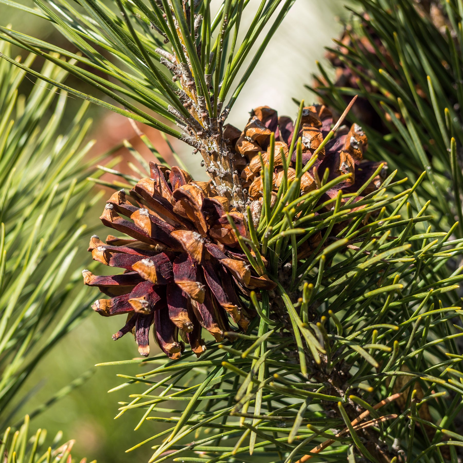 Verkoop Grove den - Pinus sylvestris