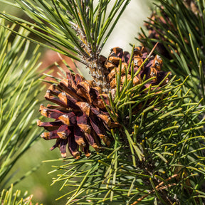 Verkoop Grove den - Pinus sylvestris