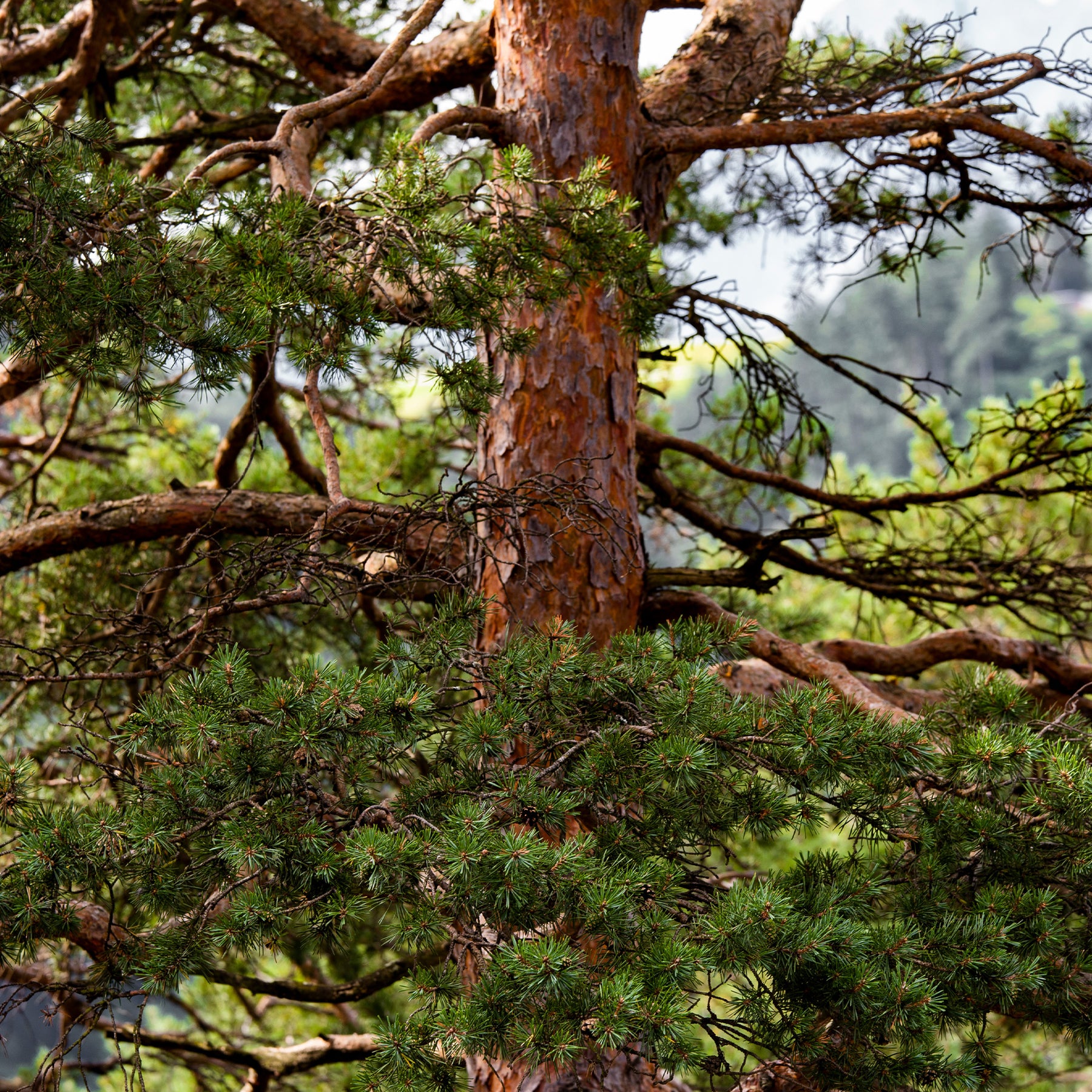 Den - Grove den - Pinus sylvestris