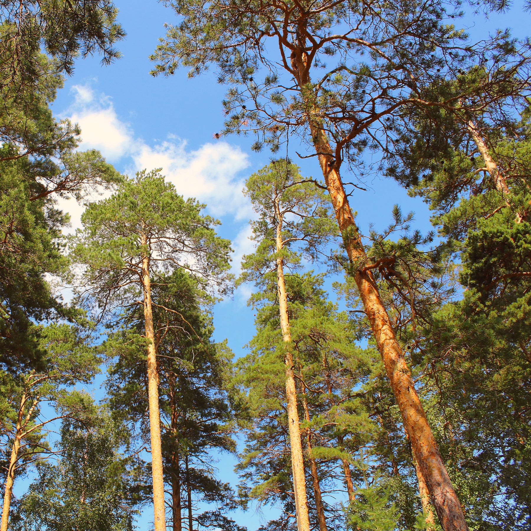 Grove den - Pinus sylvestris - Willemse