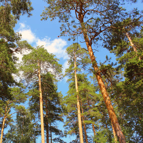 Grove den - Pinus sylvestris - Willemse