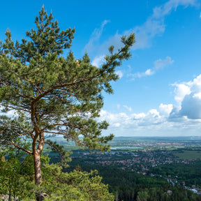 Verkoop Den - Grove den