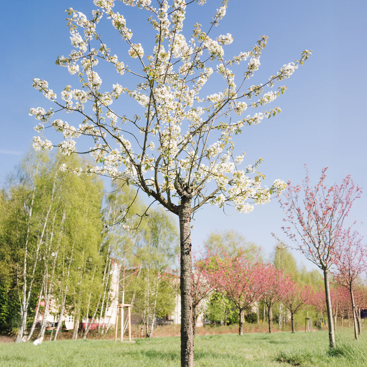 Zoete Kers - Prunus avium - Willemse