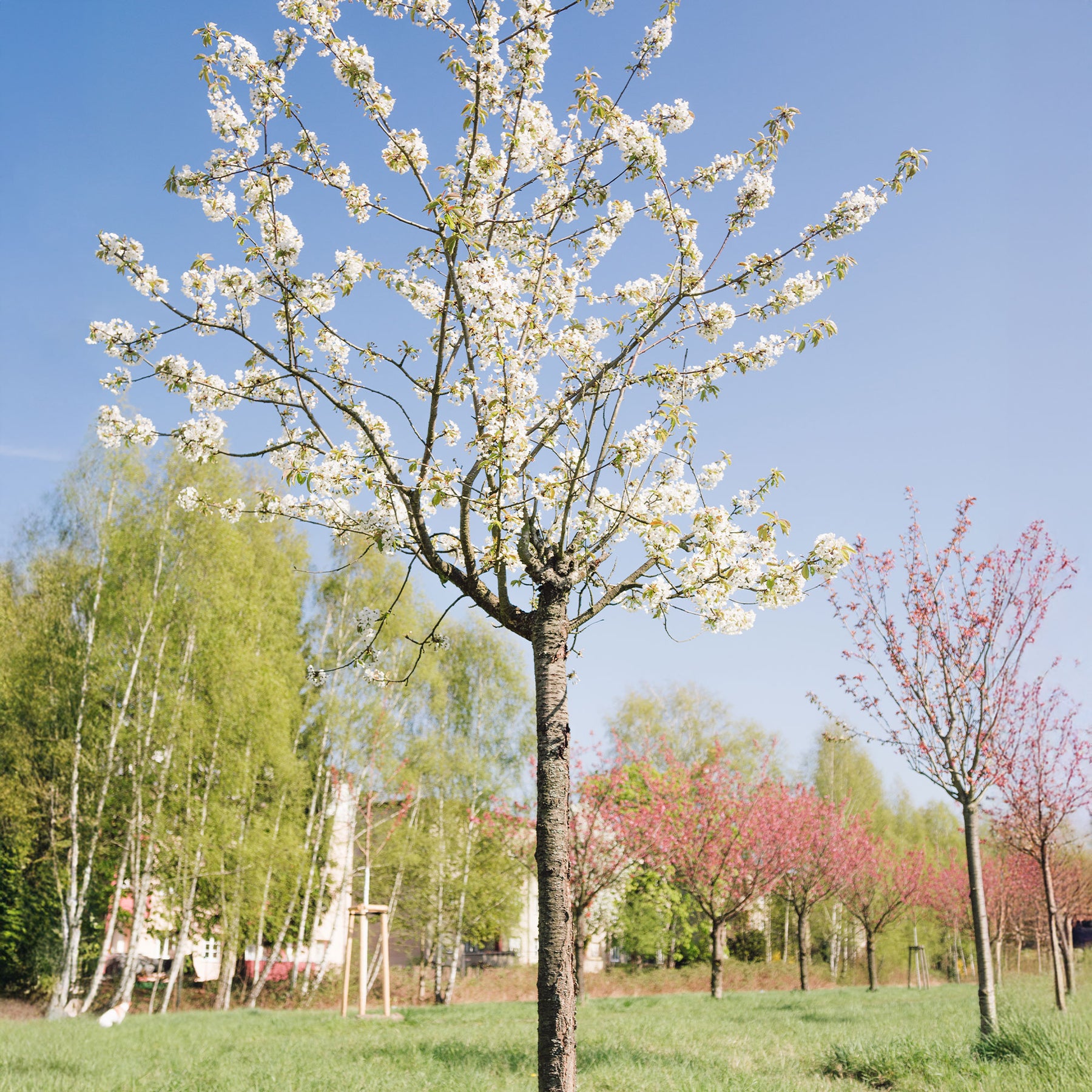 Zoete Kers - Prunus avium - Willemse