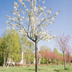 Zoete Kers - Prunus avium - Willemse