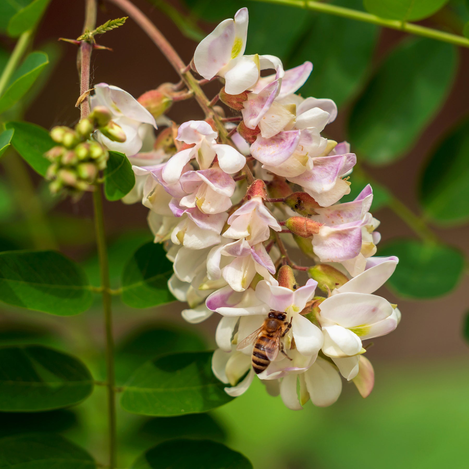 Robinia pseudoacacia - Robinia - Bloeiende bomen