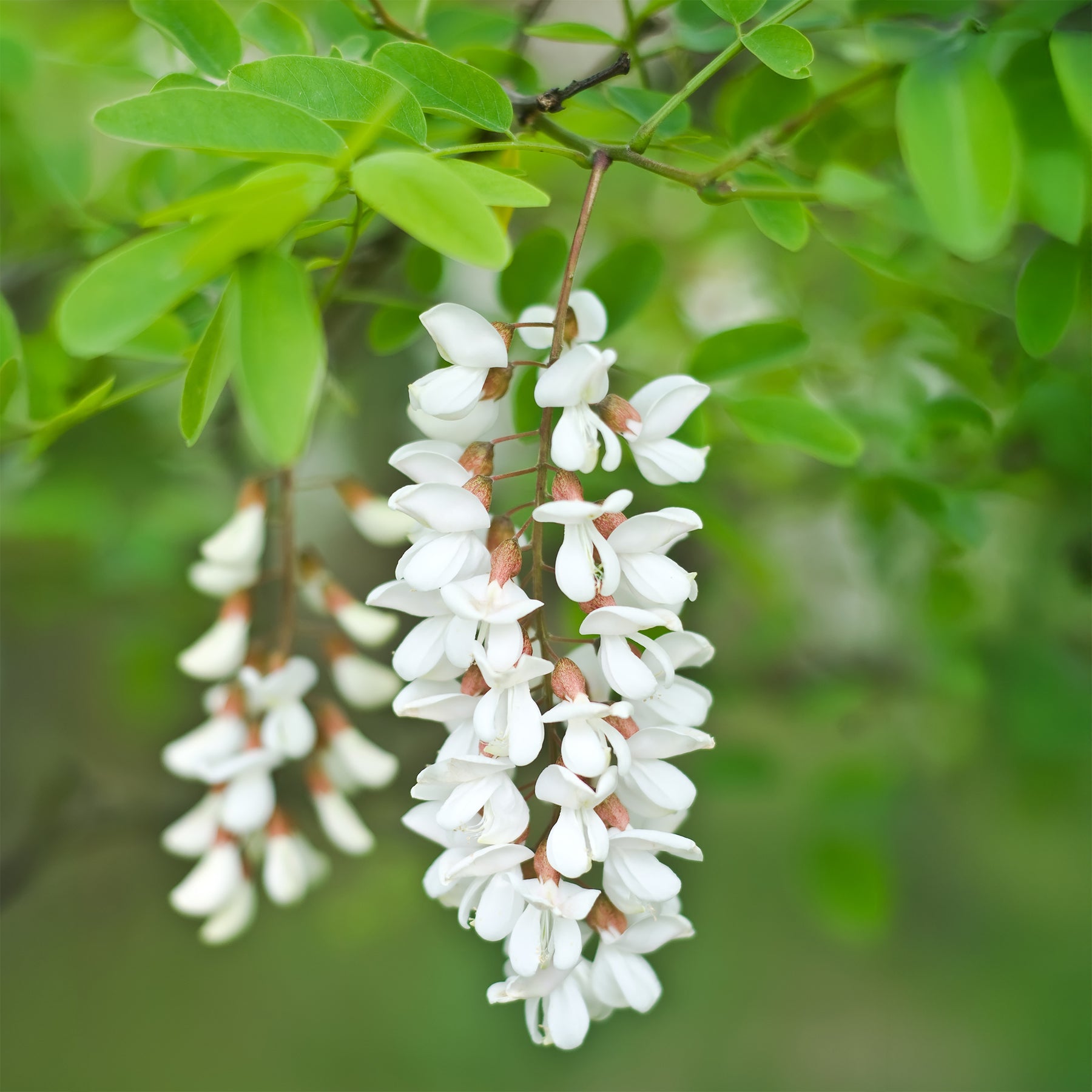 Robinia - Robinia pseudoacacia - Willemse