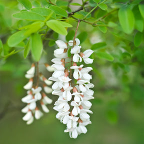 Robinia - Robinia pseudoacacia - Willemse