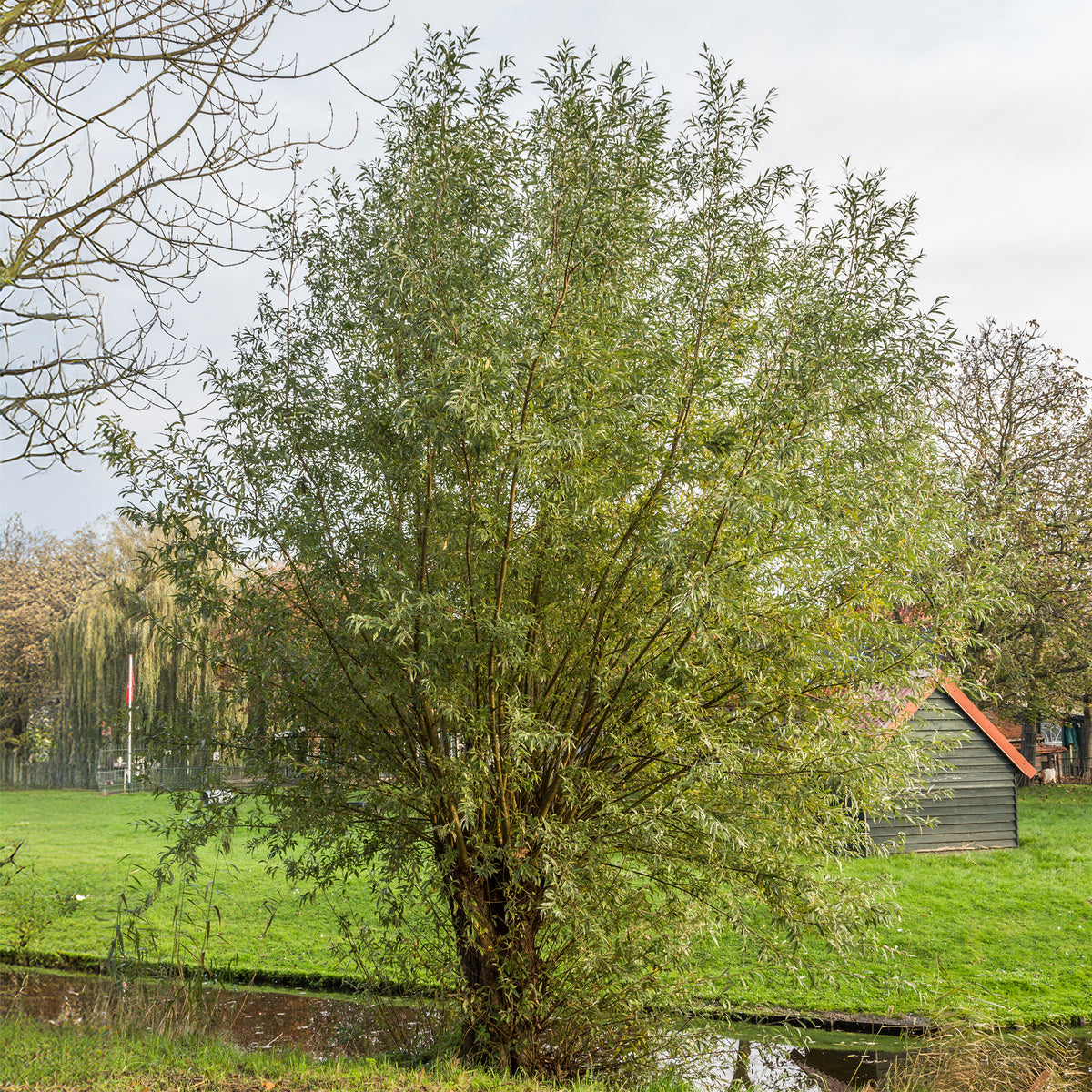 Schietwilg - Salix alba - Willemse