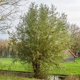 Schietwilg - Salix alba - Willemse