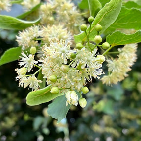 Winterlinde - Tilia cordata - Willemse