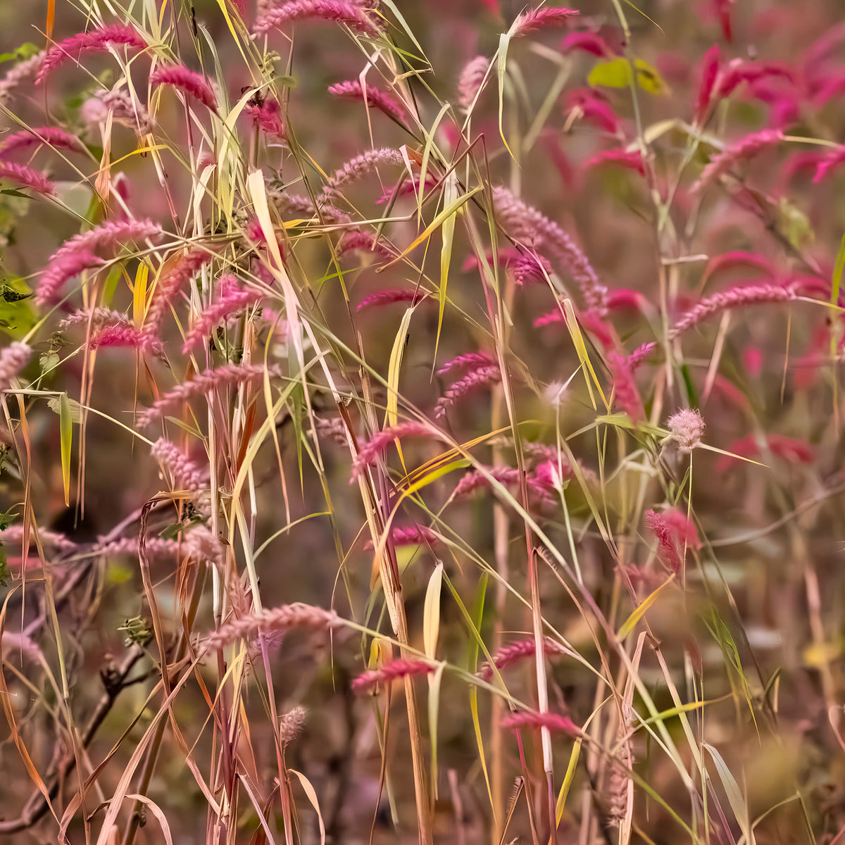 Vingergras 'Rehbraum' - Panicum virgatum Rehbraun - Willemse