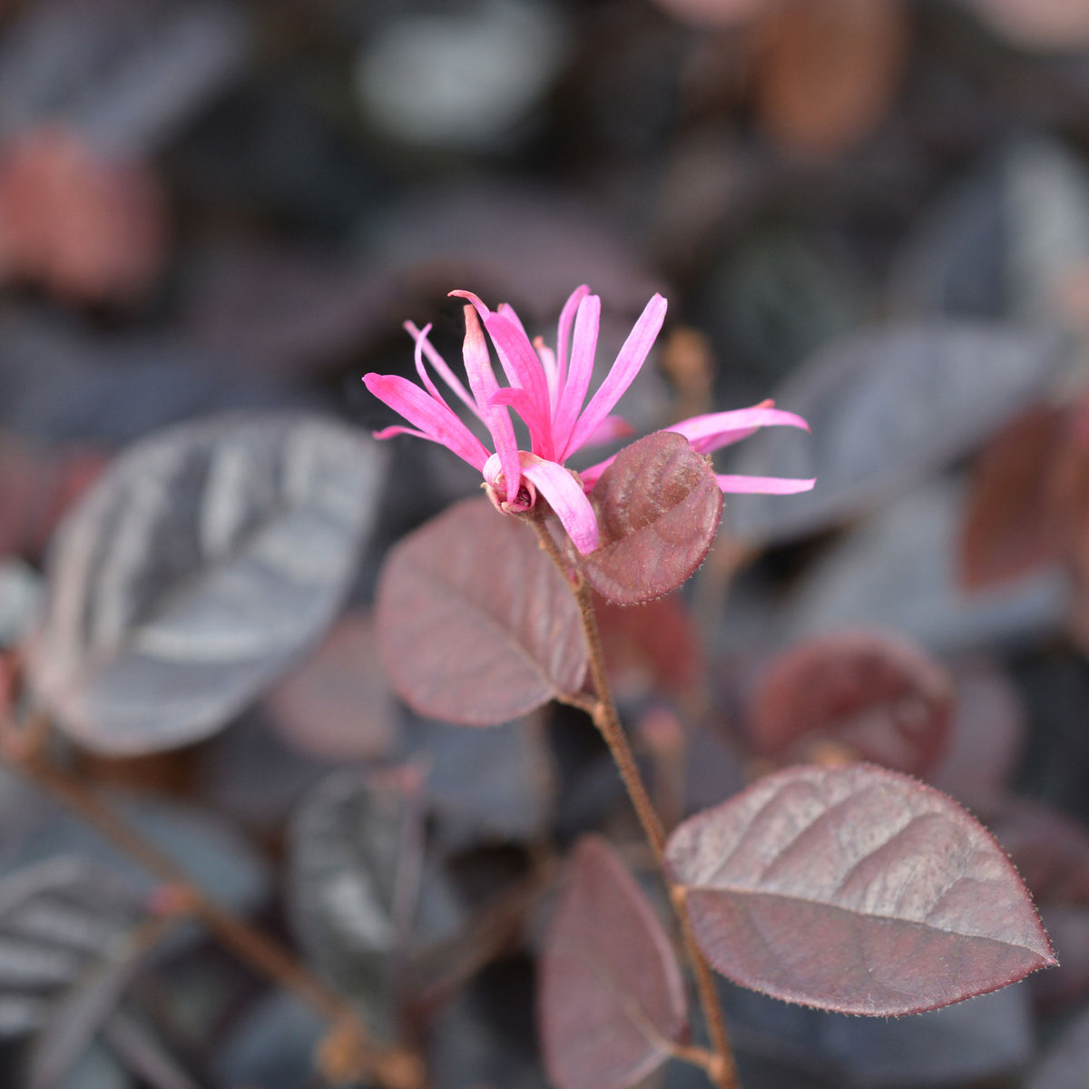 Heksenstruik 'Fire Dance' - Loropetalum chinense Fire Dance - Willemse