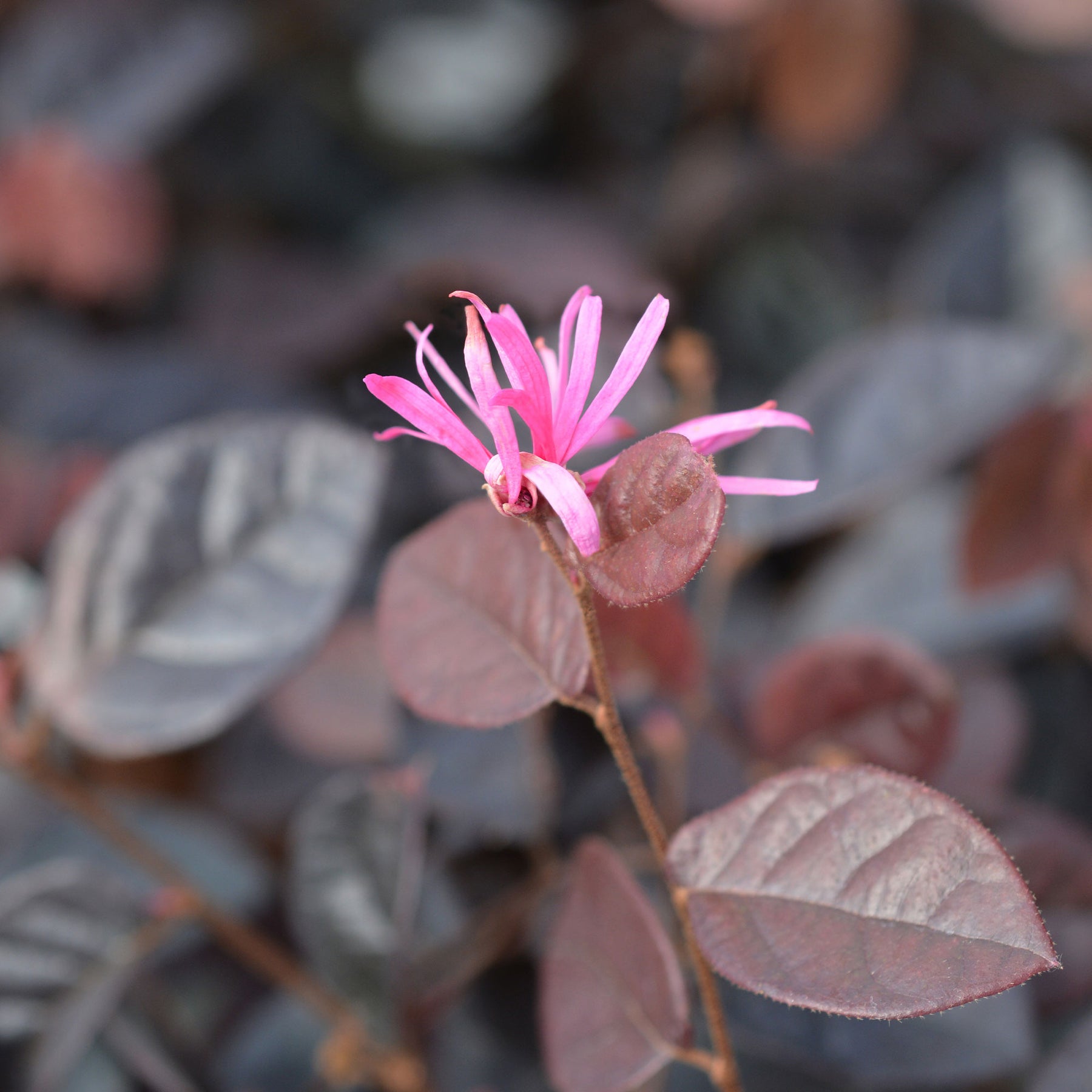 Heksenstruik 'Fire Dance' - Loropetalum chinense Fire Dance - Willemse