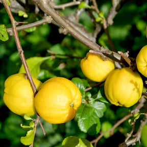 Japanse sierkwee 'Crimson and Gold' - Chaenomeles superba Crimson and Gold - Willemse