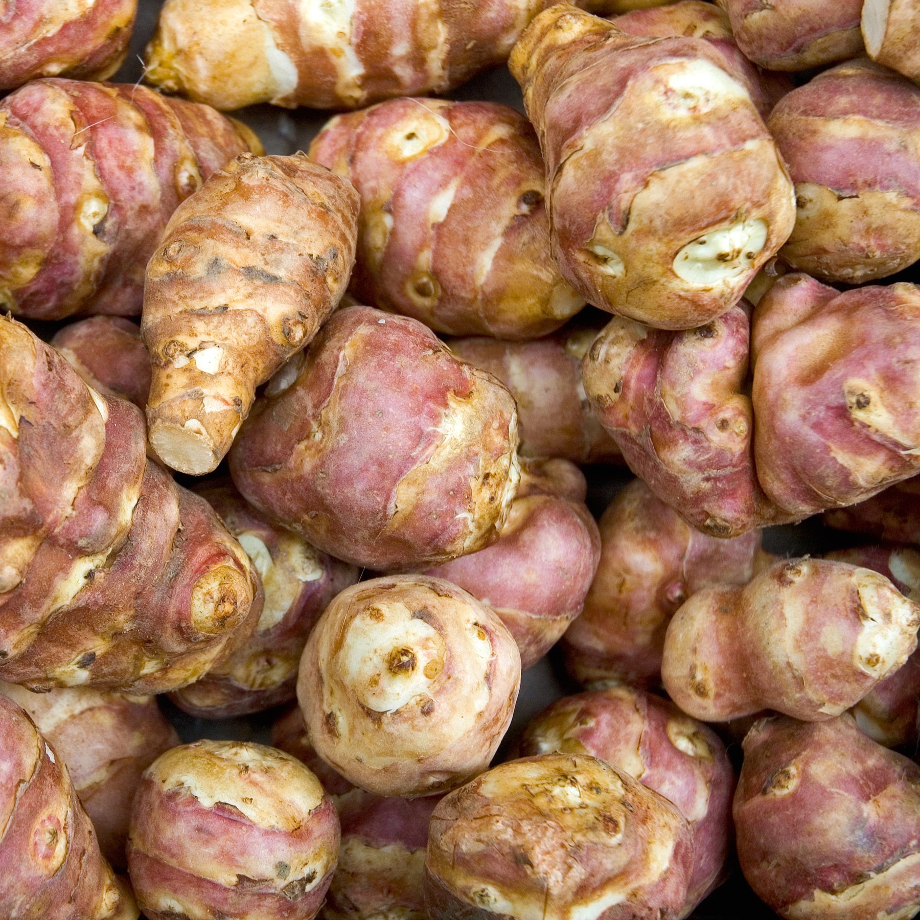 Paarse aardpeer (x5)