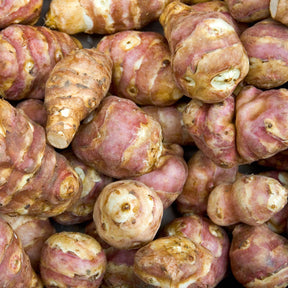 Paarse aardpeer (x5)