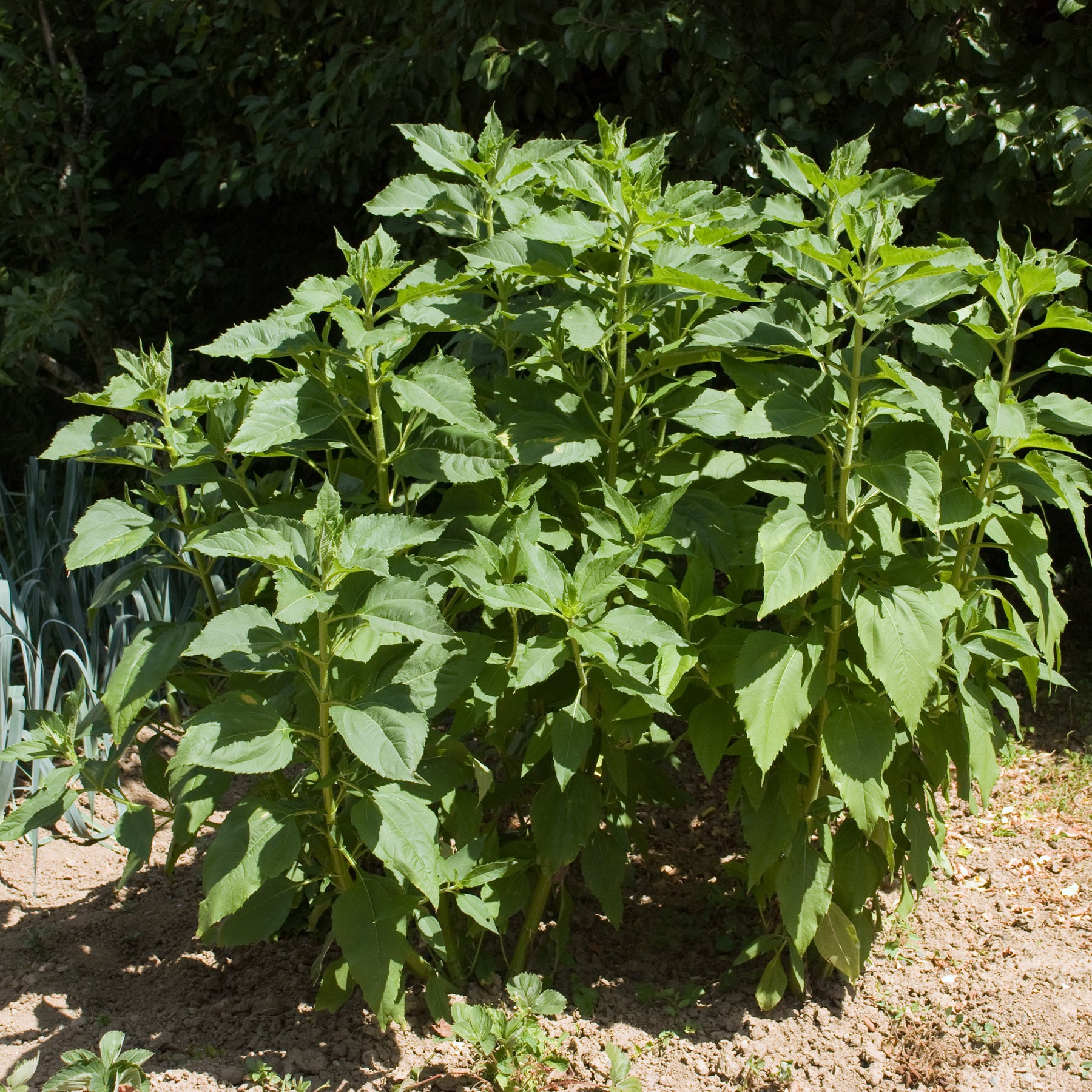 Aardappelplanten - Paarse aardpeer (x5) - Helianthus tuberosus