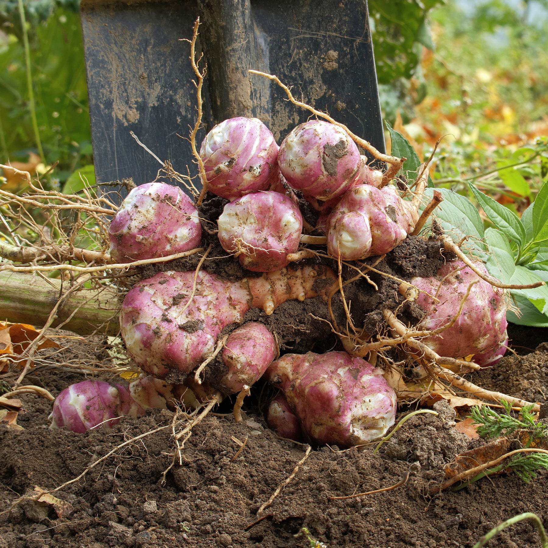 Verkoop Paarse aardpeer (x5)