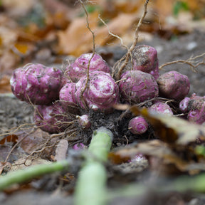 Helianthus tuberosus - Paarse aardpeer (x5) - Aardappelplanten
