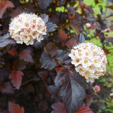 Fysocarp Red Baron - Physocarpus opulifolius Red Baron - Willemse
