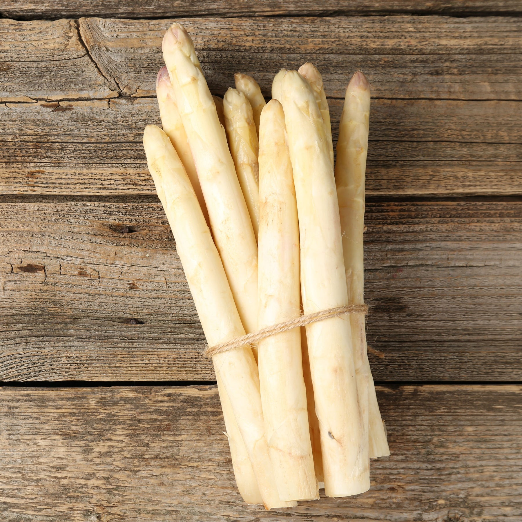 Asperge 'Argenteuil' (x10) - Willemse