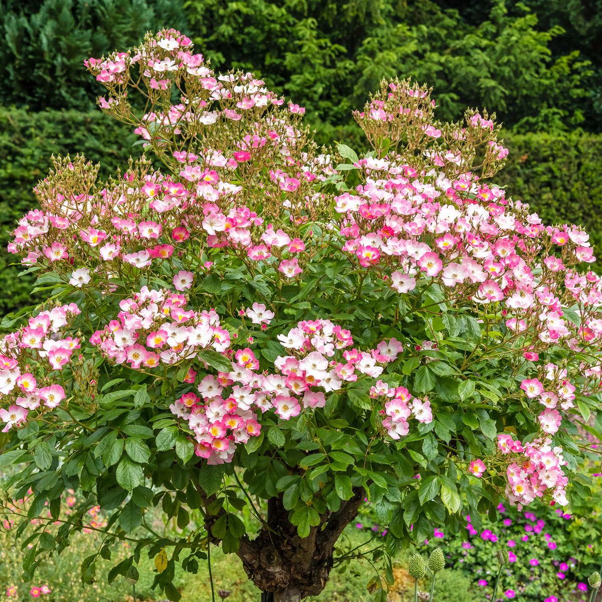 Roos 'Ballerina' - Rosa ballerina - Willemse