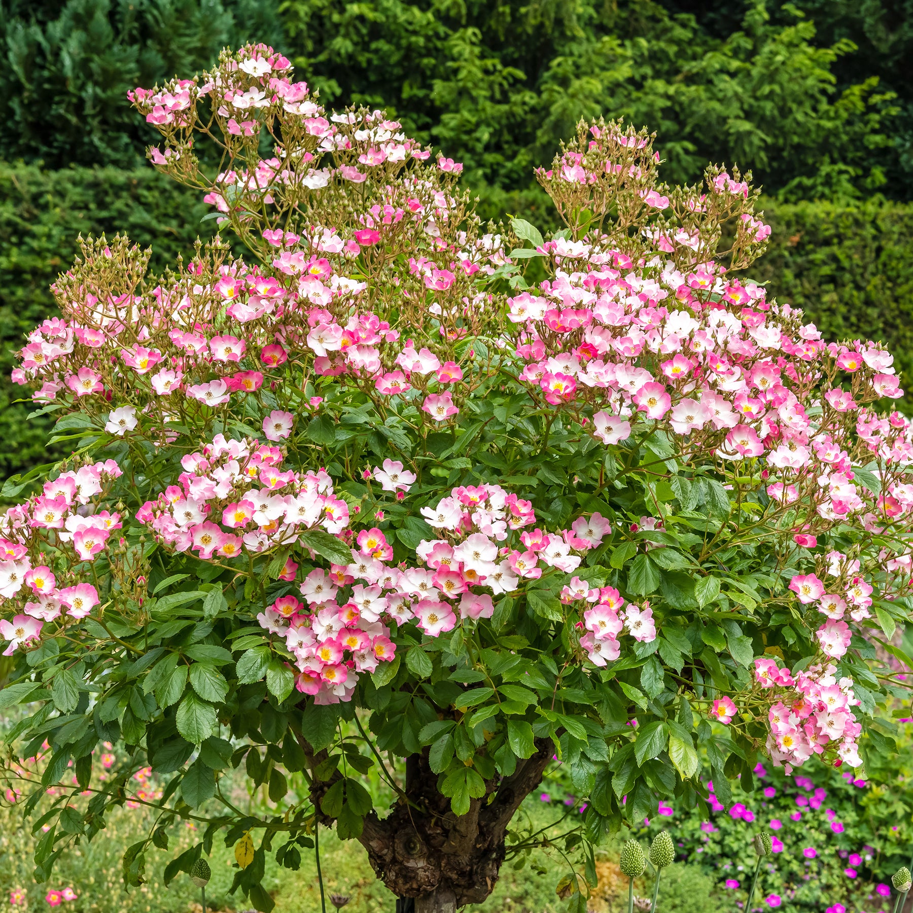 Roos 'Ballerina' - Rosa ballerina - Willemse