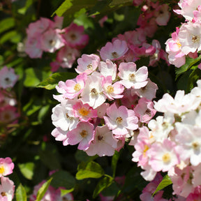Rosa ballerina - Roos 'Ballerina' - Geurende rozen