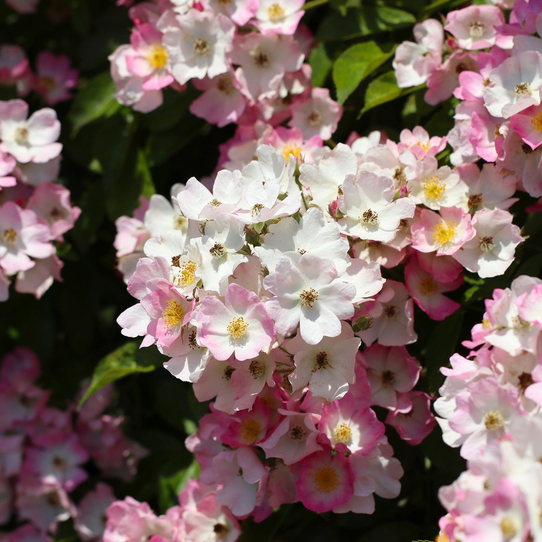 Geurende rozen - Roos 'Ballerina' - Rosa ballerina