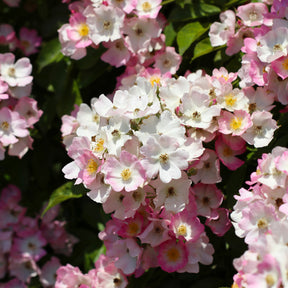 Geurende rozen - Roos 'Ballerina' - Rosa ballerina
