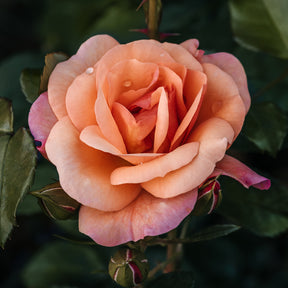 Roos 'Aprikola'® - Rosa Aprikola ® - Willemse
