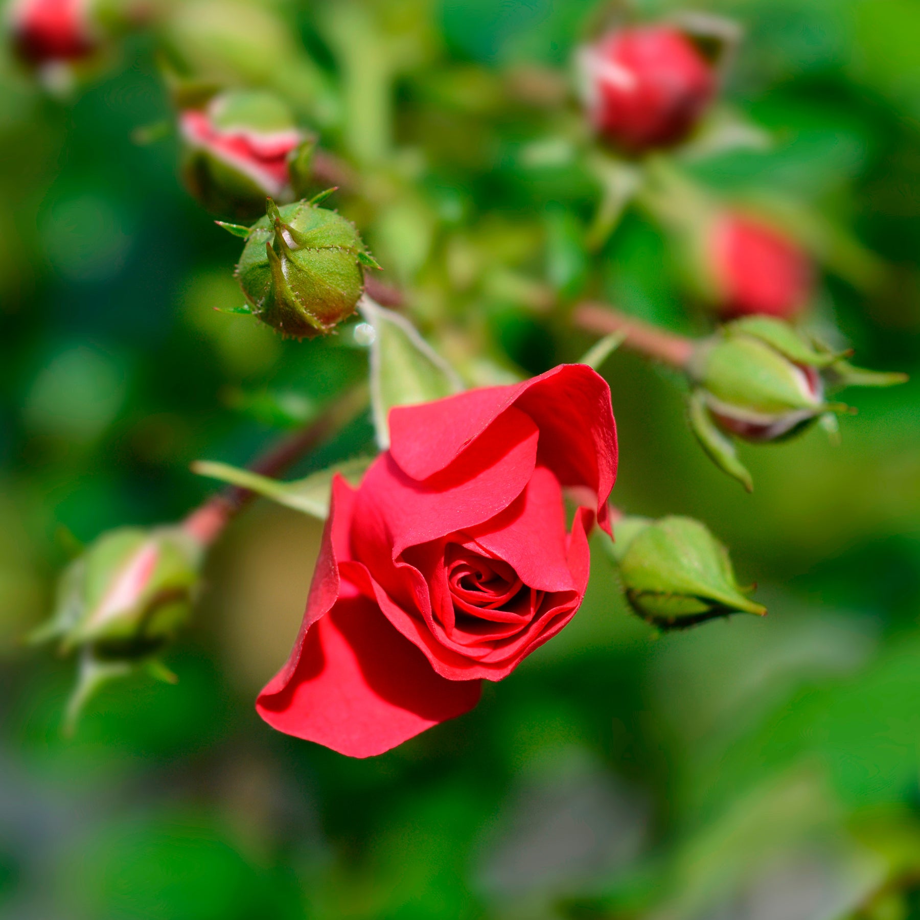Rosa Toscana ® - Roos 'Toscana'® - Geurende rozen