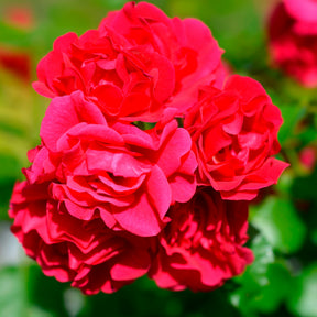 Geurende rozen - Roos 'Toscana'® - Rosa Toscana ®