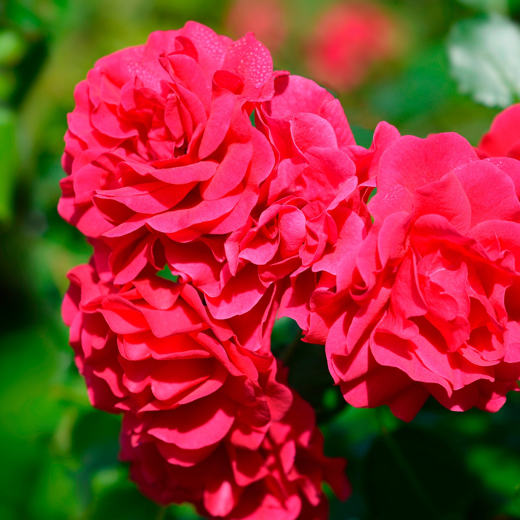 Roos 'Toscana'® - Willemse