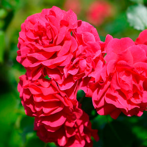Roos 'Toscana'® - Willemse