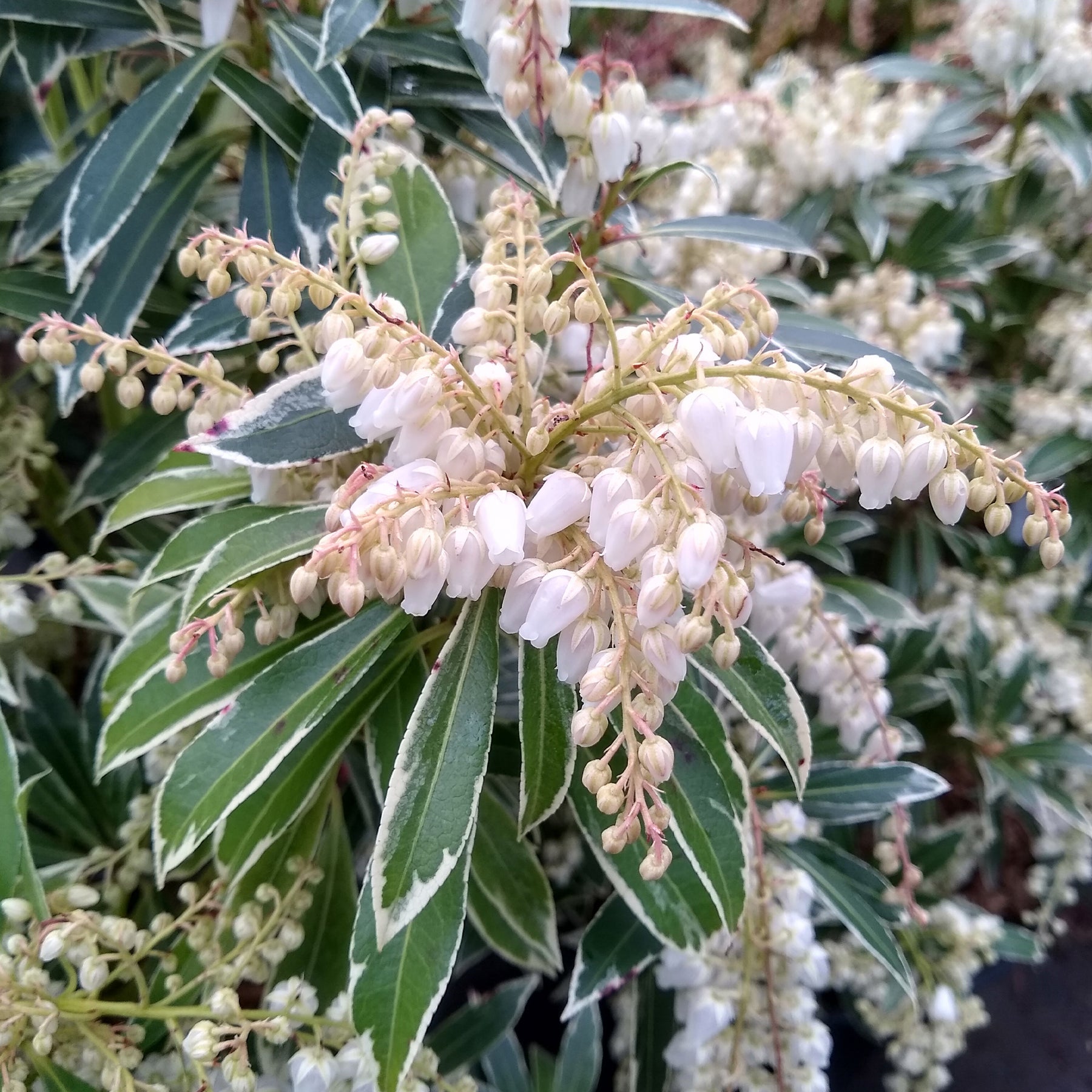 Balkon- en terrasplanten - Rotsheide Flaming Silver - Pieris japonica Flaming Silver