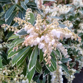 Balkon- en terrasplanten - Rotsheide Flaming Silver - Pieris japonica Flaming Silver
