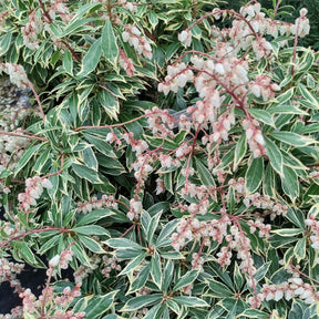 Rotsheide Flaming Silver - Willemse