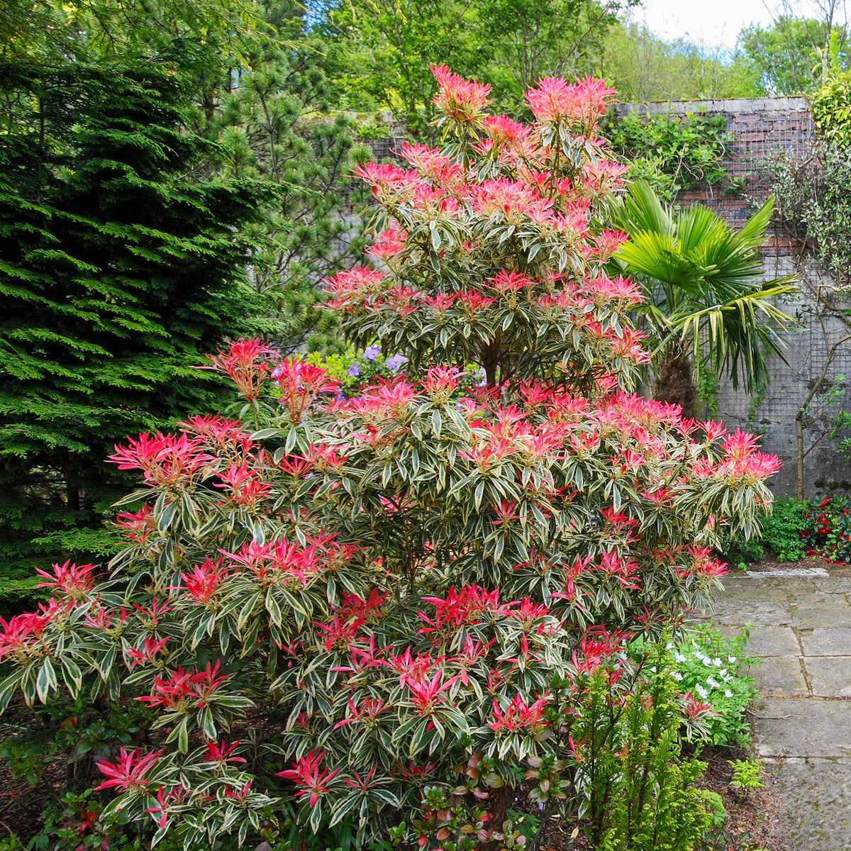 Rotsheide Flaming Silver - Pieris japonica Flaming Silver - Willemse