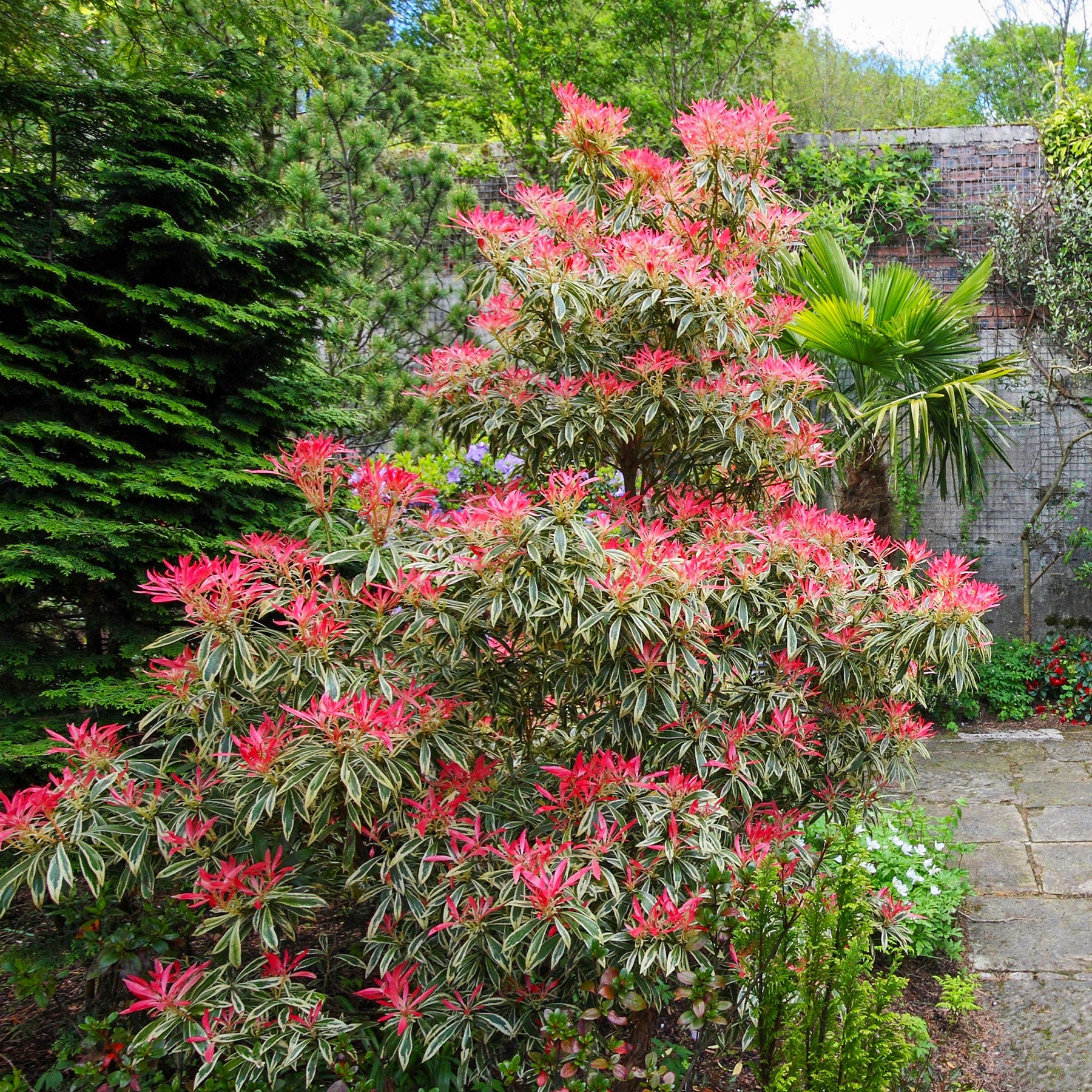 Rotsheide Flaming Silver - Pieris japonica Flaming Silver - Willemse