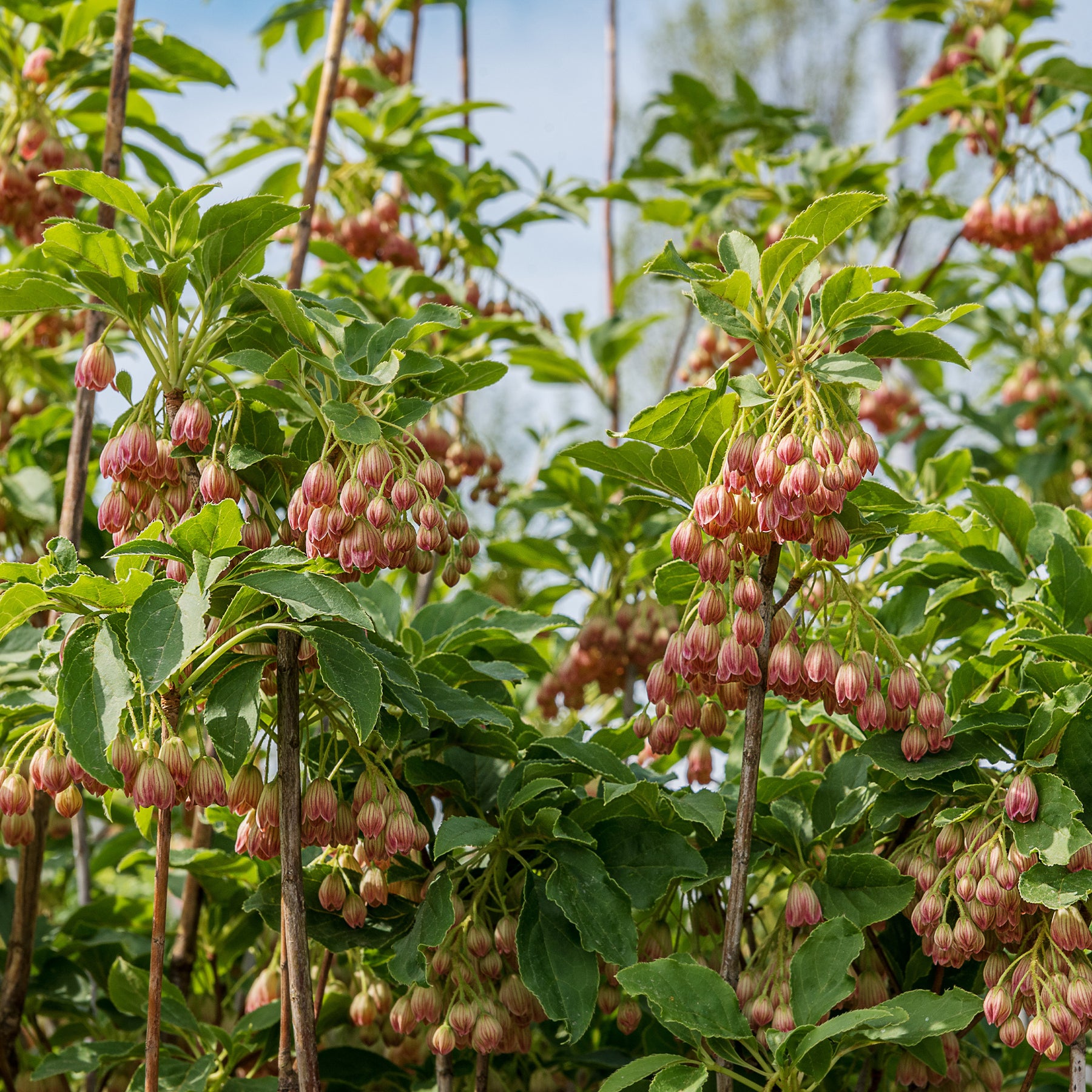 Enkianthus campanulatus red bells - Pronkklokje - Balkon- en terrasplanten