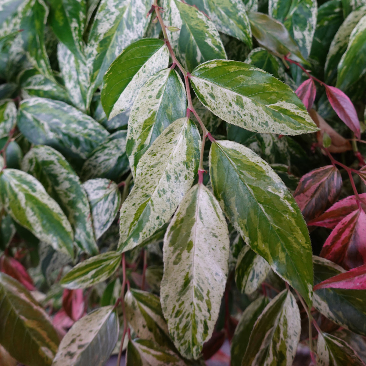 Druifheide - Willemse