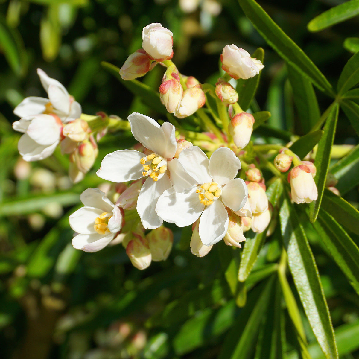 Mexicaanse oranjebloesem 'Aztec Pearl' - Willemse