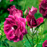 Roos 'Burgundy Ice'® - Rosa burgundy ice ® - Willemse