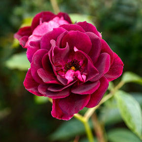 Rosa burgundy ice ® - Roos 'Burgundy Ice'® - Rozen