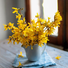 Bloeiende heesters - Chinees klokje 'Marée d'Or'® - Forsythia Marée d'Or ®