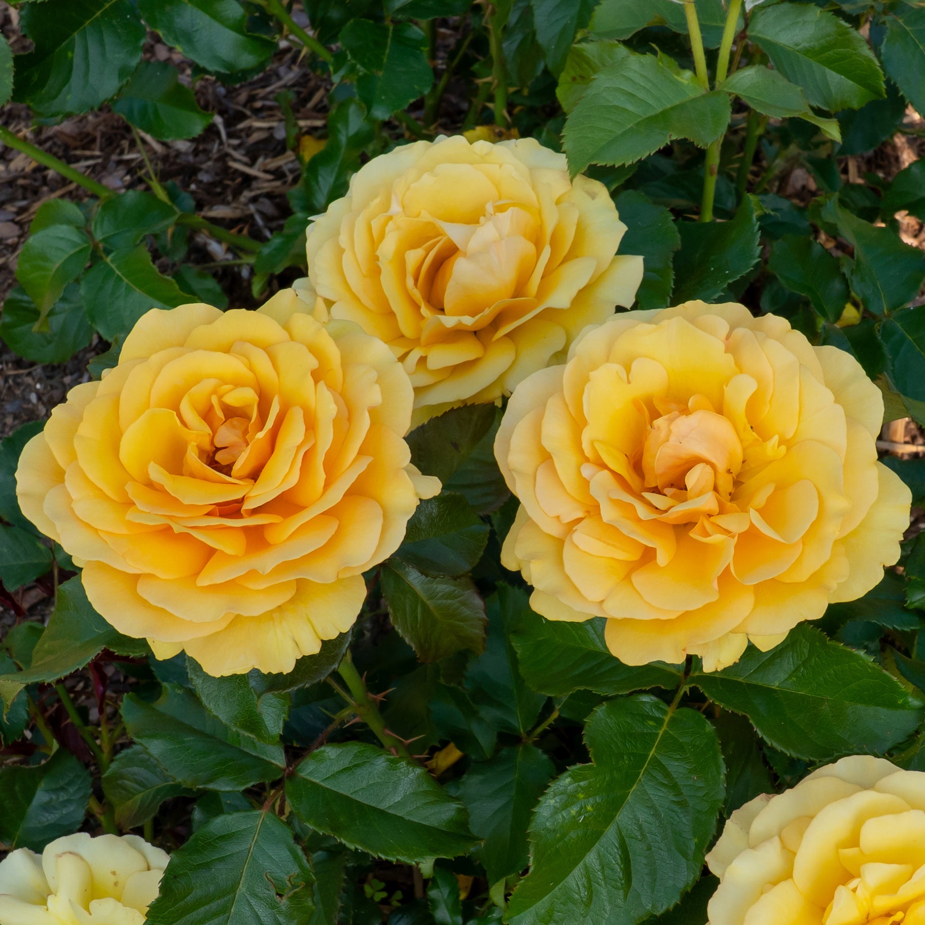 Roos 'Amber Queen'® - Willemse